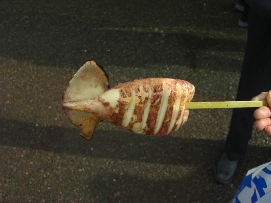 焼きイカ